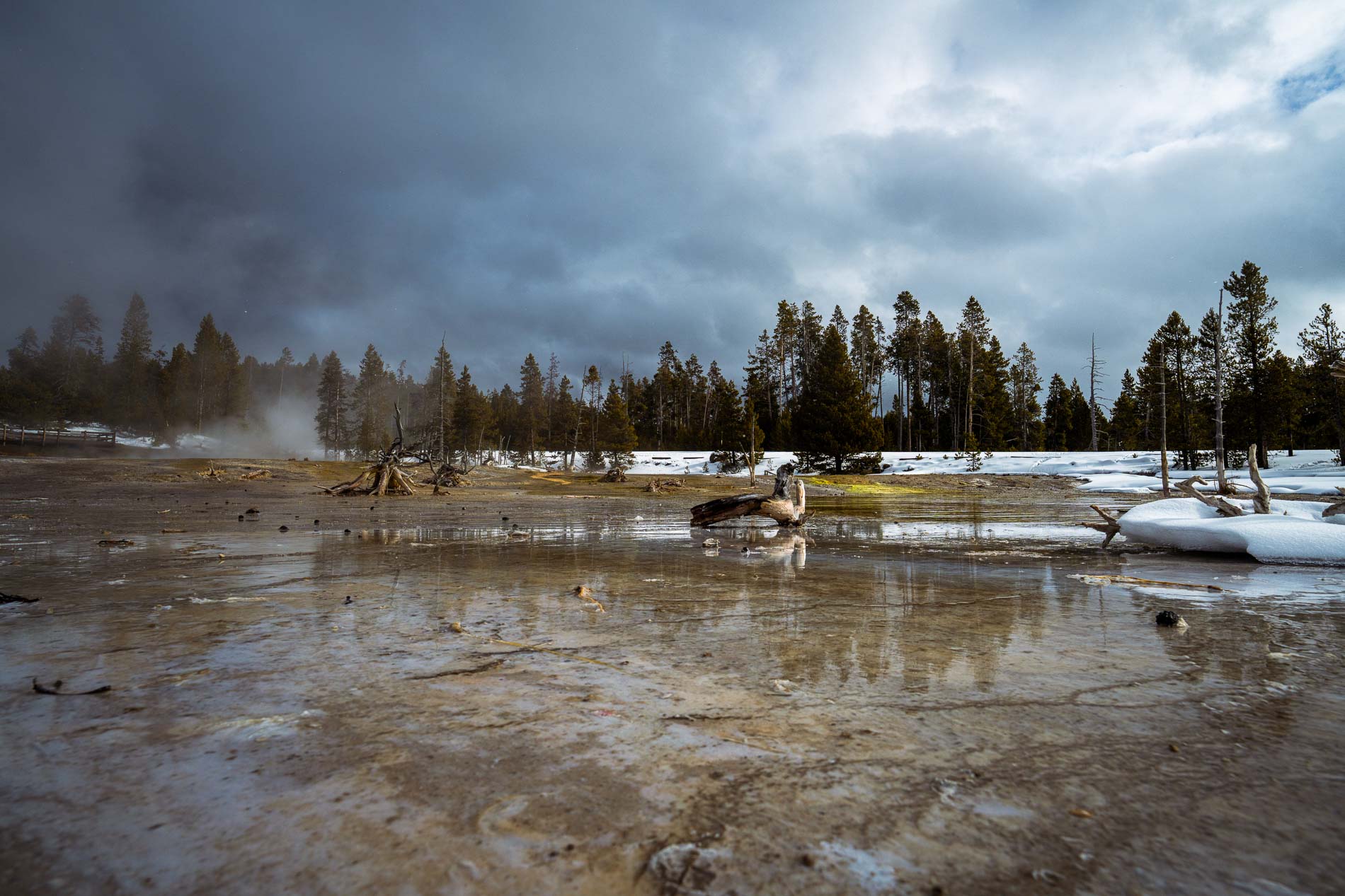 Yellowstone - Fauna invernal  (15 al 21 de enero 2025) - Imagen 2