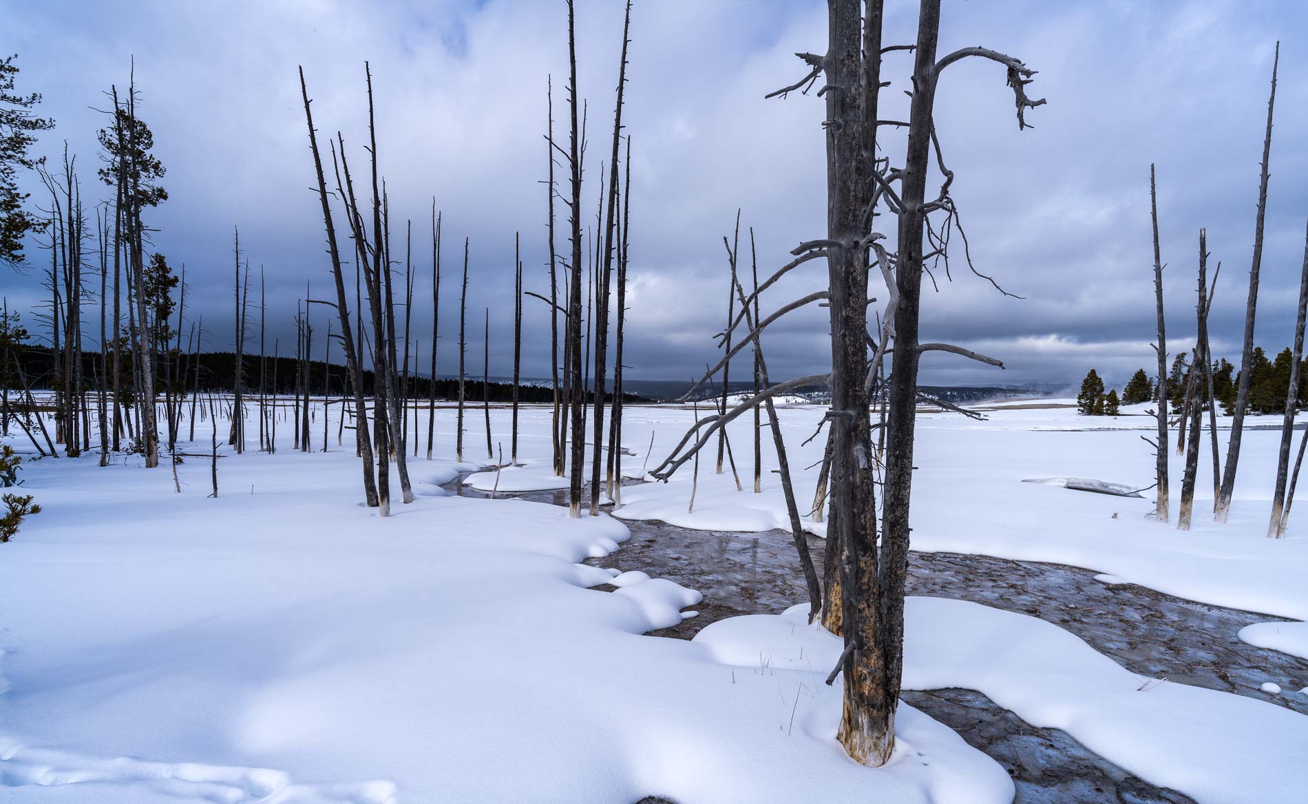 Yellowstone - Fauna invernal  (15 al 21 de enero 2025) - Imagen 15