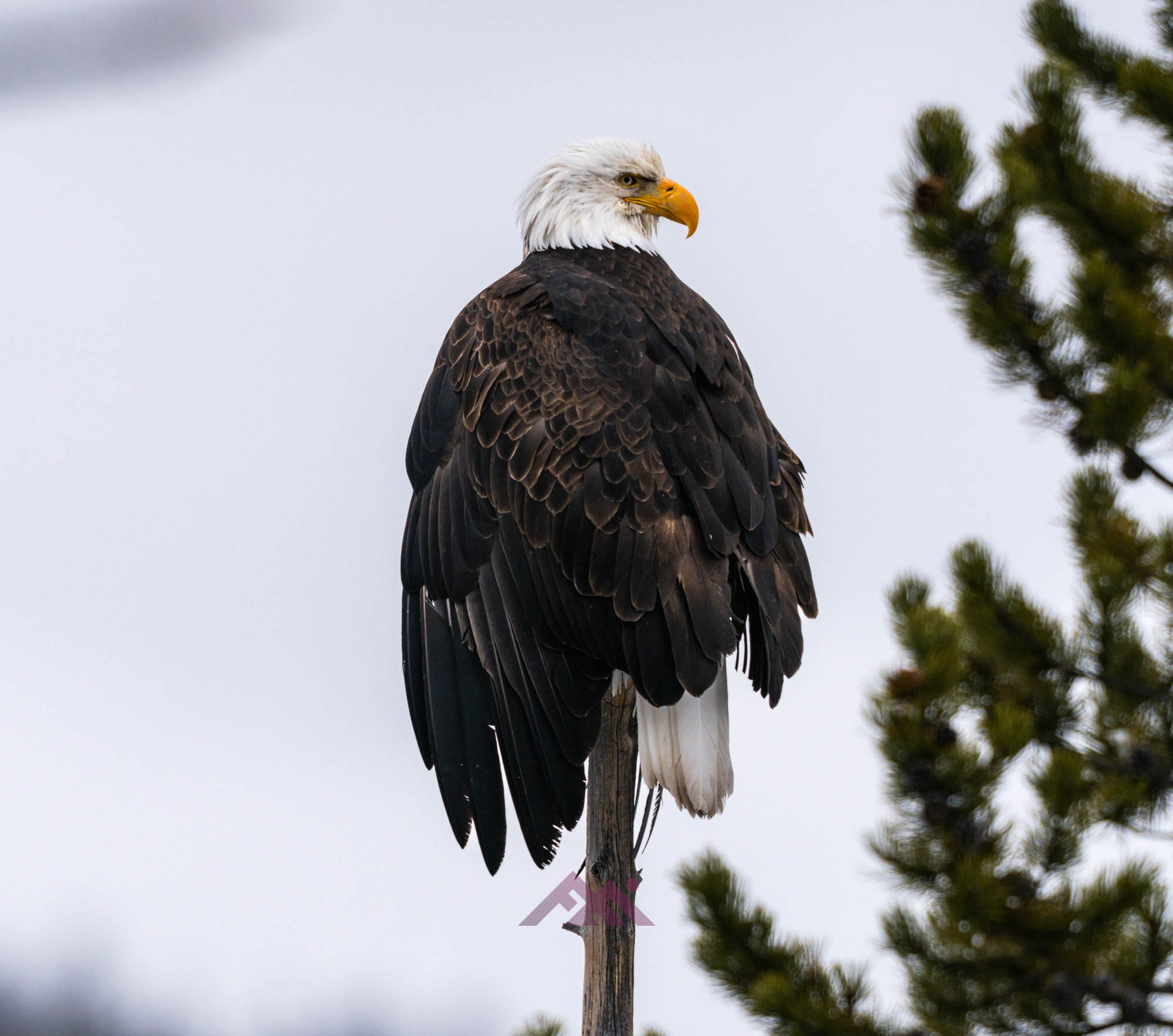 Yellowstone - Fauna invernal  (15 al 21 de enero 2025) - Imagen 16