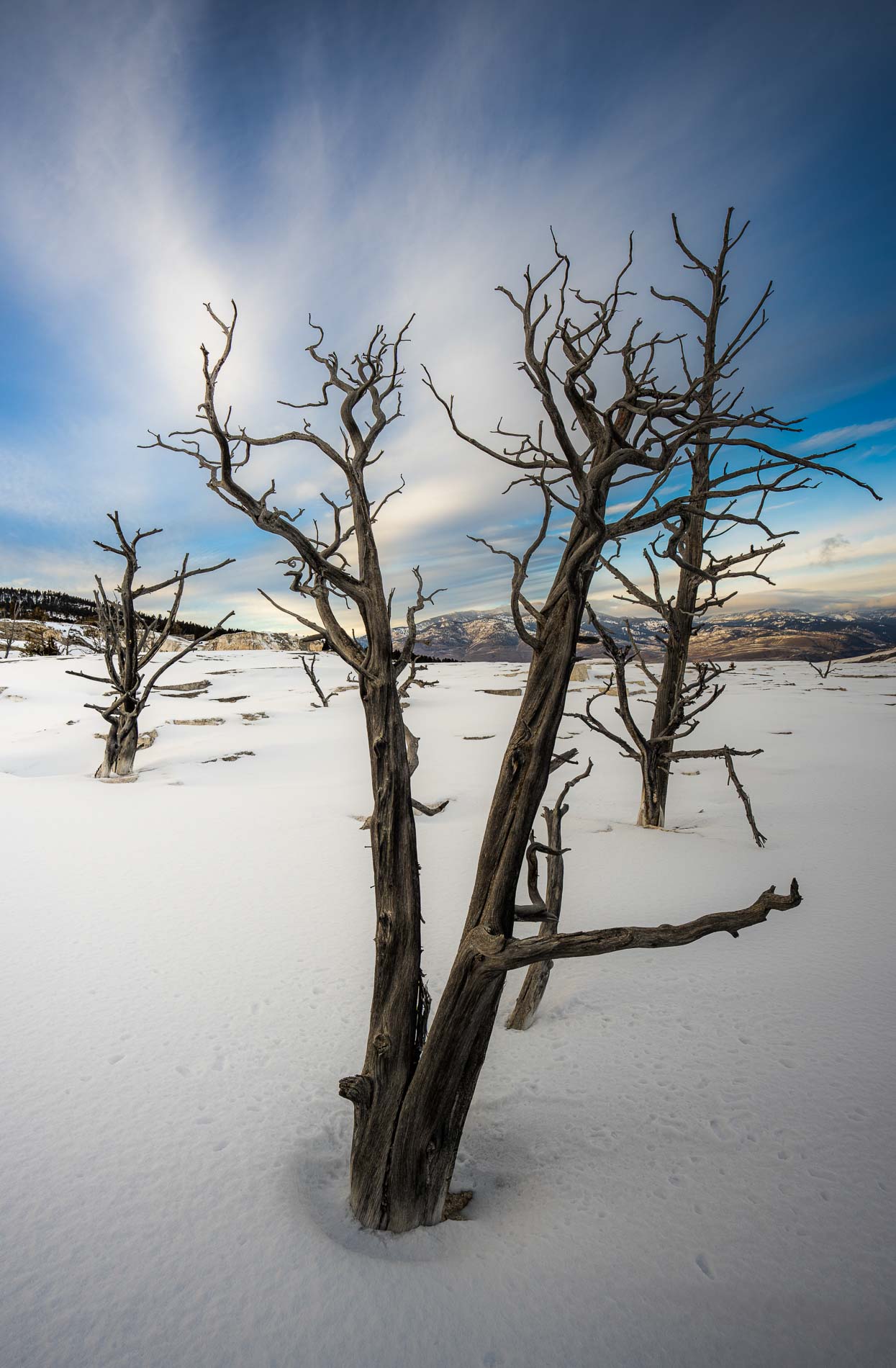 Yellowstone - Fauna invernal  (15 al 21 de enero 2025) - Imagen 9