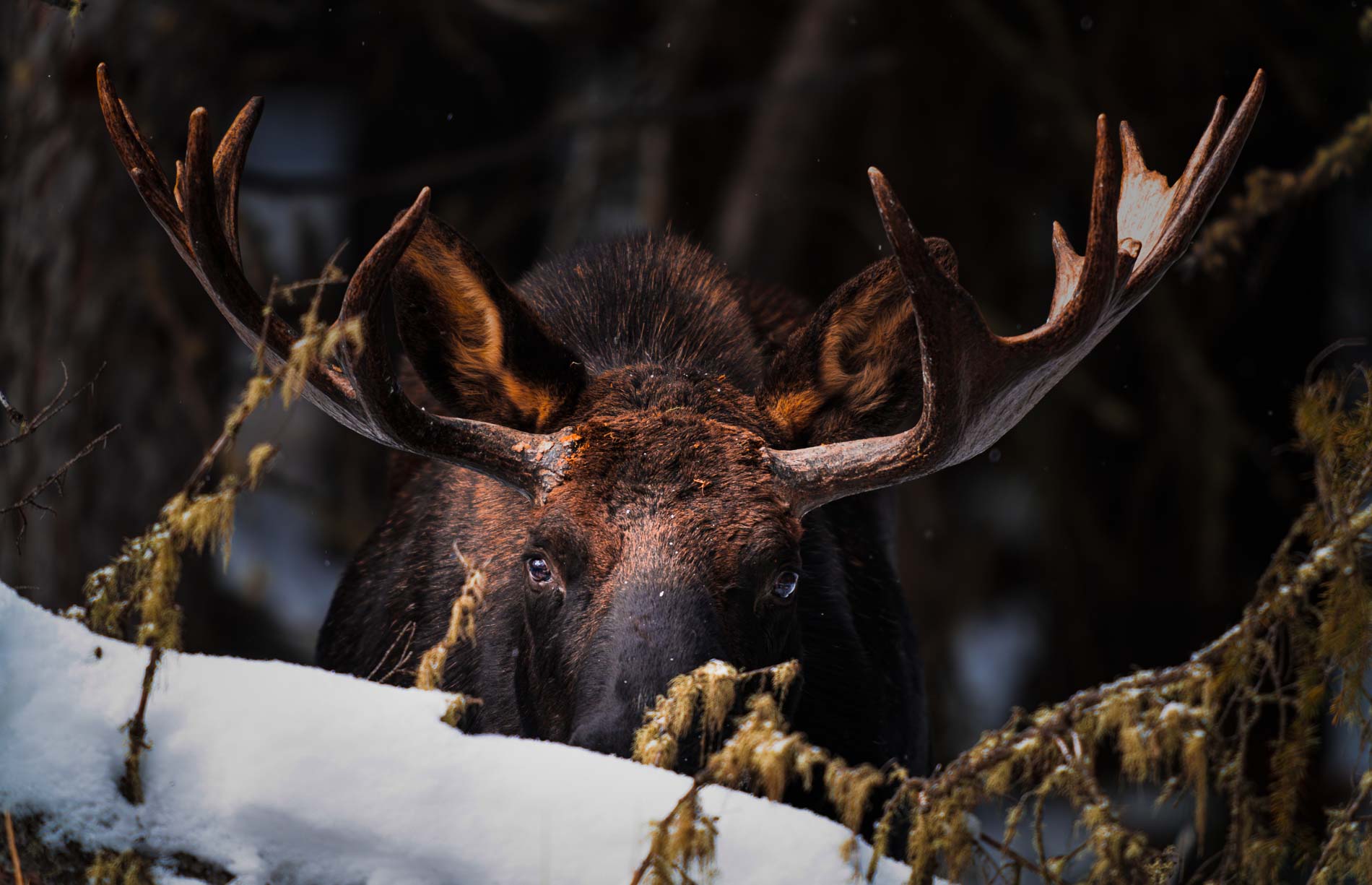 Yellowstone - Fauna invernal  (15 al 21 de enero 2025) - Imagen 8