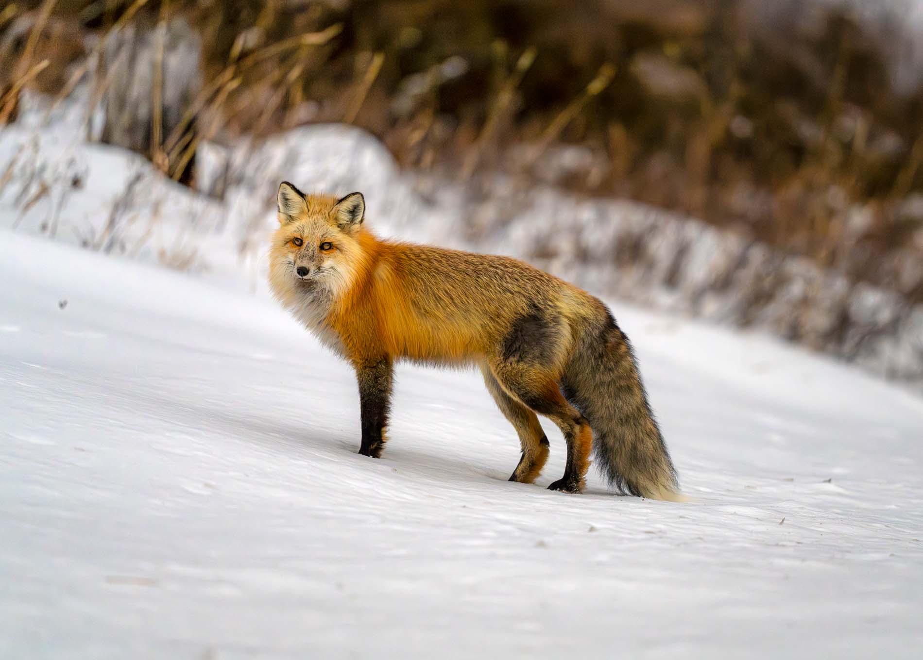 Yellowstone - Fauna invernal  (15 al 21 de enero 2025) - Imagen 7