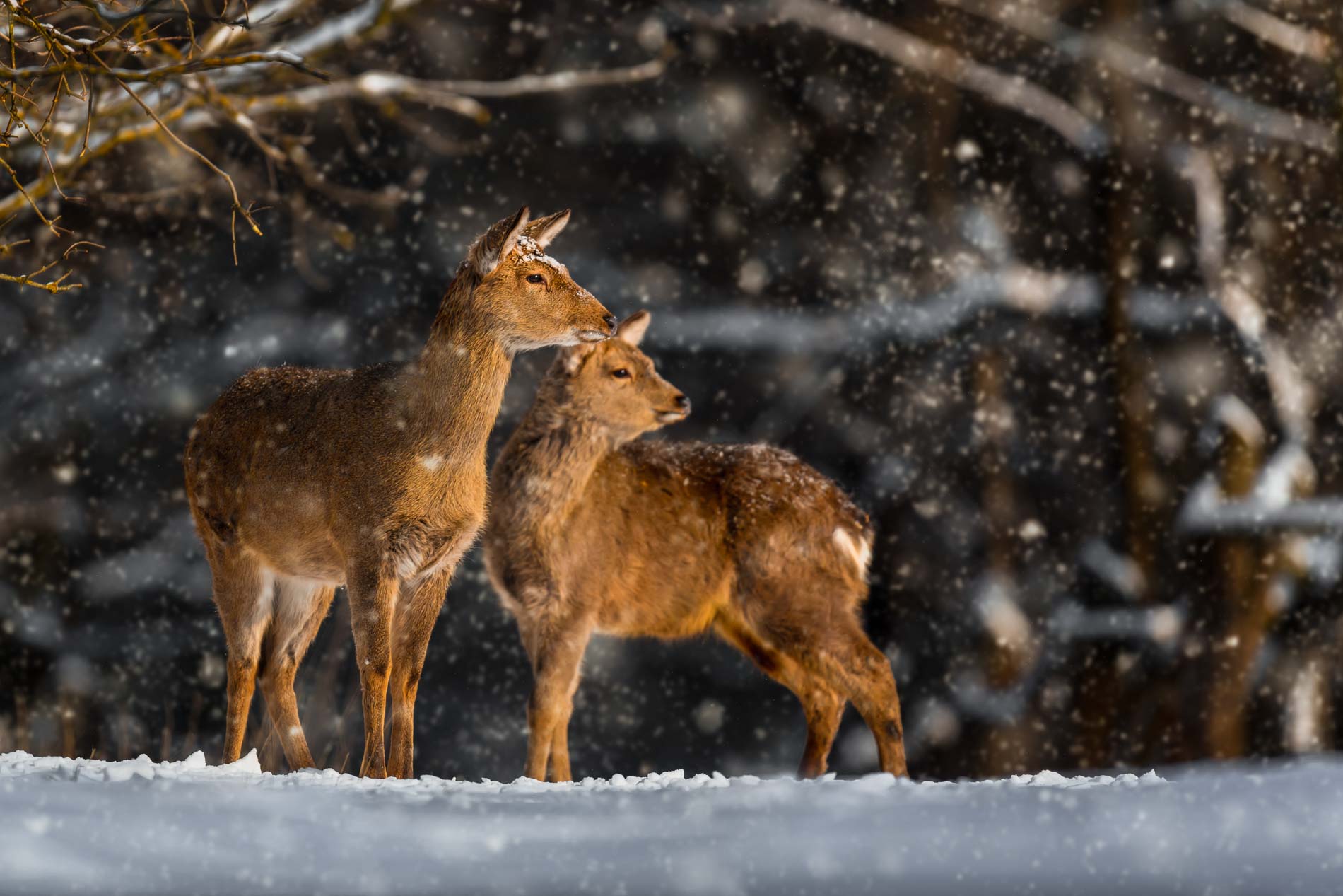 Yellowstone - Fauna invernal  (15 al 21 de enero 2025)