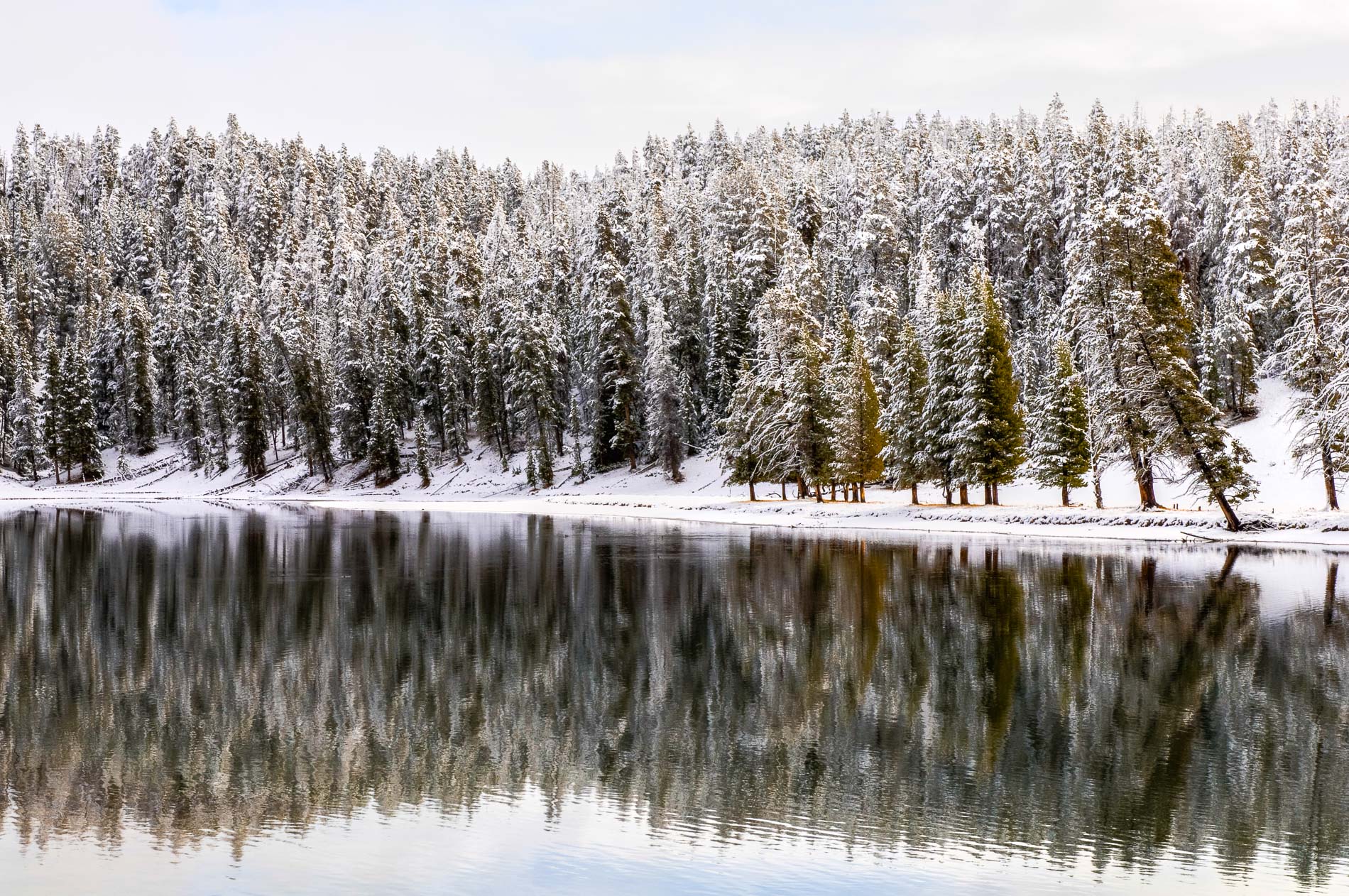 Yellowstone - Fauna invernal  (15 al 21 de enero 2025) - Imagen 3